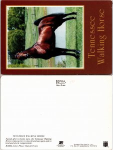 Tennessee Walking Horse(33079
