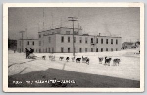 Alaska Malamutes Alaskan Dog Team Postcard W22