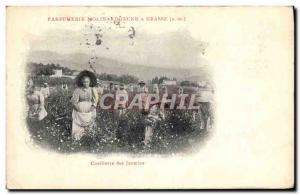 Old Postcard Picking jasmine Parfurmerie Young Molinard in Grasse