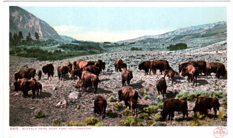 YELLOWSTONE, DETROIT PUBLISHING, BUFFALO HERD NEAR FT YELLOWSTONE, 1902