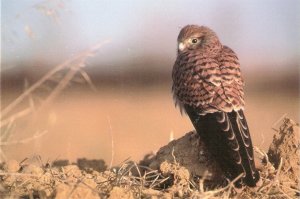 Falco Tinnuculus Bird Nice modern Spanish photo postcard