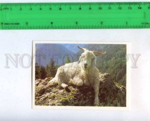 259913 USSR Mountain goat photo by Zhavoronkov Pocket CALENDAR 1990 year