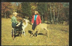 Deer Post Card PPC1252