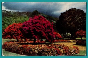 Jamaica - Hope Botanical Gardens - [FG-464]