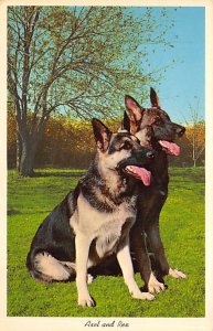 German shepherds Dog Unused 