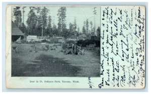 1902 Deer in Pt. Defiance Park, Tacoma Washington WA Posted Antique Postcard