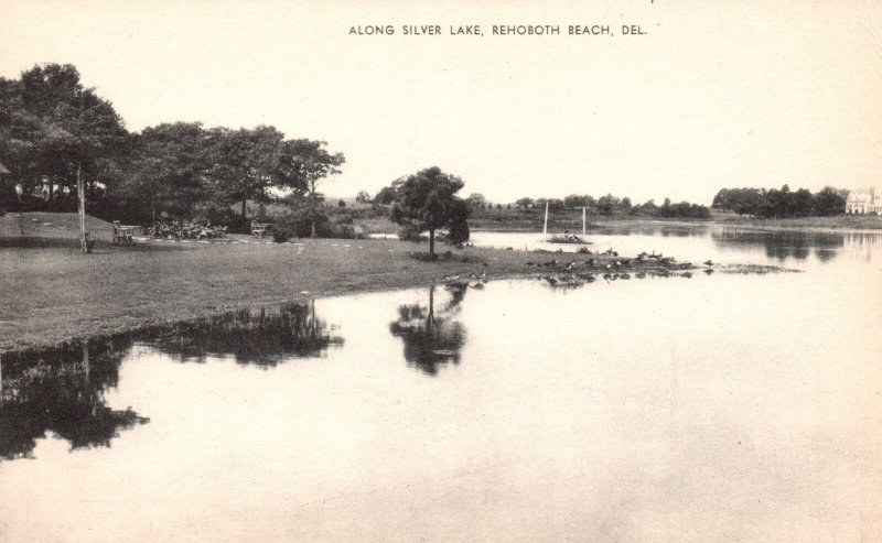 Vintage Postcard Along Silverlake Scenic Attraction Rehoboth Beach Delaware DE