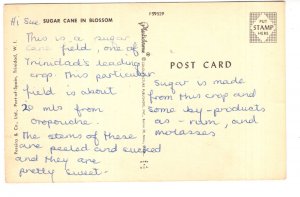 Boy with Sugar Cane in Blossom, Trinidad