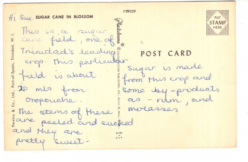 Boy with Sugar Cane in Blossom, Trinidad