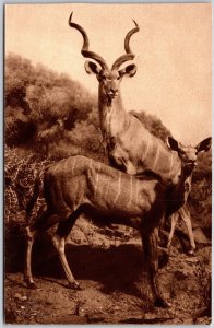 Greater Koodoo, Long Horns, African Antelope, Wild Animals, Vintage Postcard