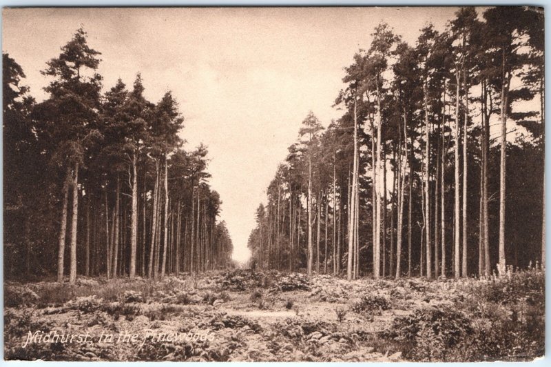 c1910s Midhurst Forest Woods Tall Pine Trees Clearing Path Sussex UK A371