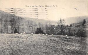 Liberty New York~Down on the Farm~Sheep in Meadow~1908 B&W Postcard