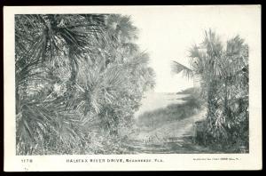 Halifax River Drive, Seabreeze, FL. Undivided back postcard