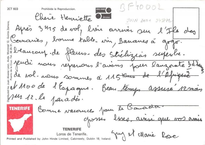 BF40002 tenerife parrot perroquet loros    bird oiseau