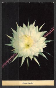 US - Nocturnal Moon Cactus - (MX-037)