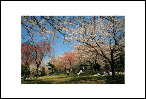 Sakuranosato,Ito City,Japan