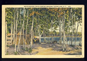 Tupper Lake, New York/NY Postcard, White Birches, State Camping Grounds