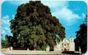 Postcard - The Tule Tree - Santa Maria del Tule, Mexico