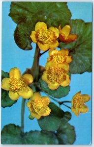 Postcard - Marsh Marigold, Model 475, Harvard University - Cambridge, MA