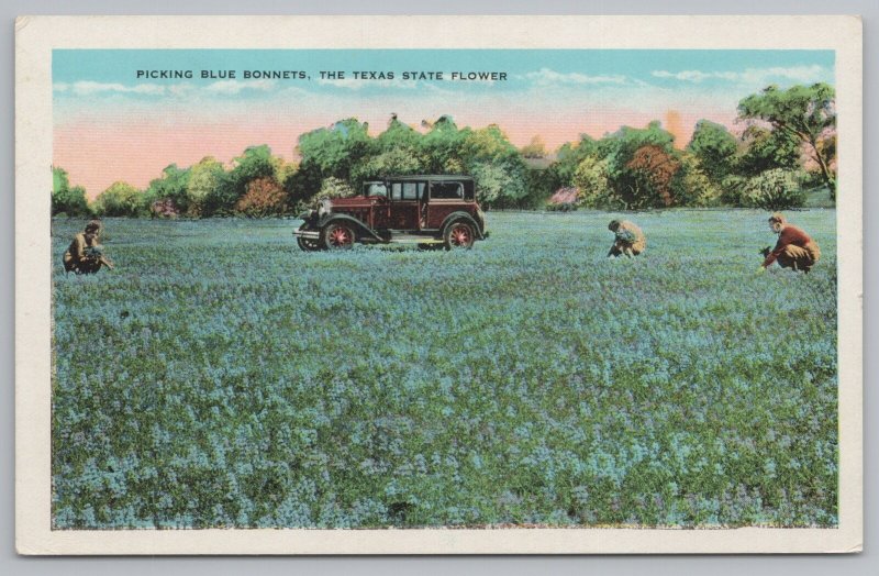 Texas~Workers Picking Blue Bonnets State Flower~Vintage Postcard 