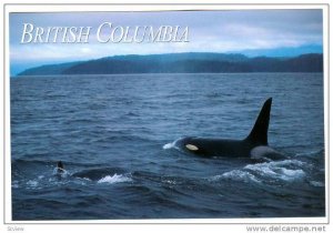 2 Wild Killer whales (Orca) , B.C. , Canada , 1980s