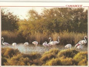 Pink Flamingos in Camargue  Nice modern French  photo postcard