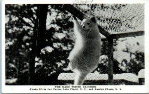 1940s Rare White Raccoon Alaska Silver Fox Farms Lake Placid NY Postcard