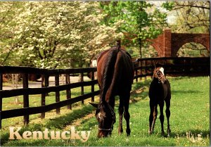 Continental Postcard Horse Farm Kentucky CF4