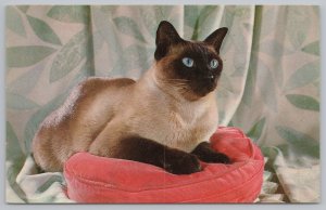 Animal~Purebred Siamese Cat On Red Cushion~Vintage Postcard