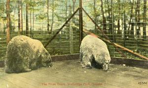 OH - Toledo. Walbridge Park, Polar Bears