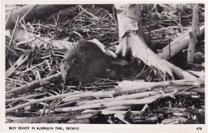 Busy Beaver Algonquiin Park Ontario Canadian Real Photo Postcard