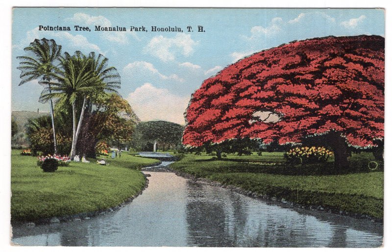 Honolulu, T.H., Poinciana Tree, Moanalua Park