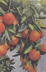 Florida Typical Cluster Of Oranges Curteich