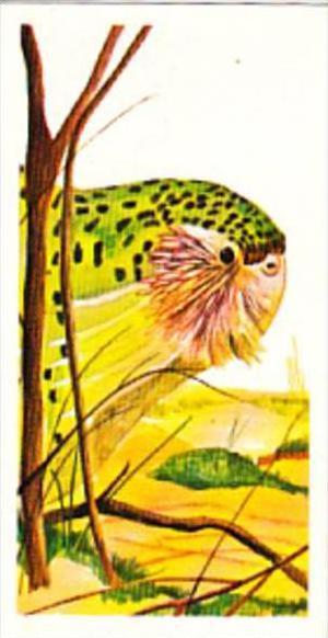 Brooke Bond Tea Trade Card Vanishing Wildlife No 35 Kakapo