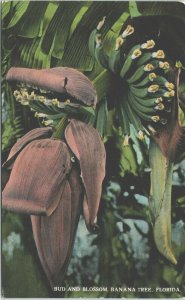 USA Bud And Blossom Banana Tree Florida Vintage Postcard 03.47