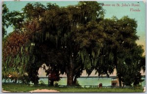 Saint John's River Scenic View Florida Grounds & Big Tree Attraction Postcard