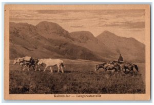 c1920's Horses Walking Kalfstindar Laugarvatnsvellir Iceland Posted Postcard