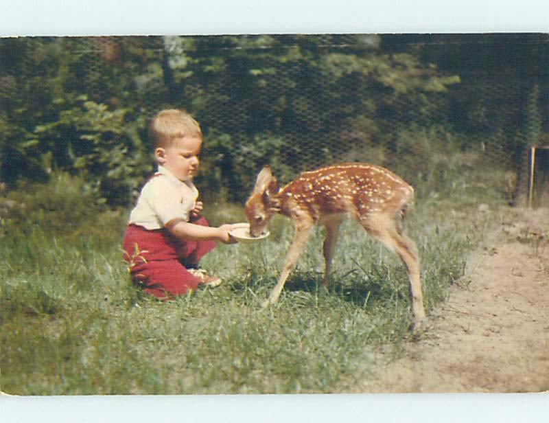 Pre-1980 FEEDING BABY DEER State Of Michigan MI AD2373