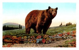 Yellowstone National Park, J.E. Haynes, Park Bear