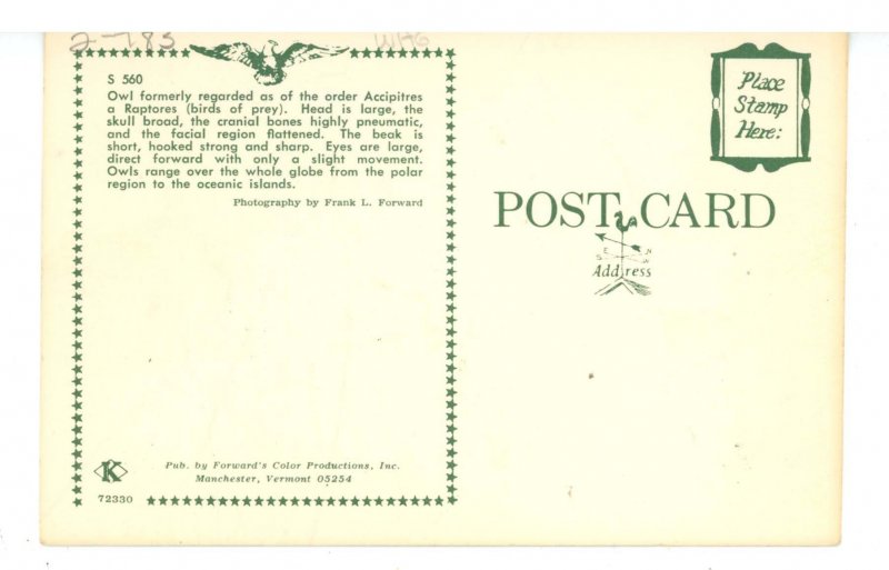 Birds - Great Horned Owl