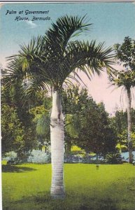 Bermuda Palm at Government House