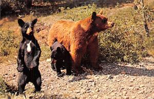 Banff national Park, Alberta, Canada Bear 1962 