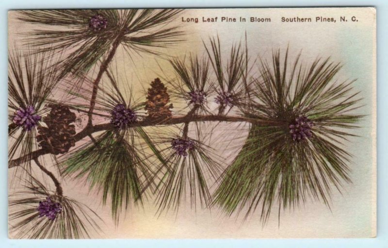 SOUTHERN PINES, North Carolina NC ~Handcolored LONG LEAF PINES in Bloom Postcard 