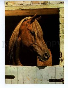 218629 GERMANY horse photo old postcard