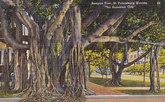 Florida Saint Petersburg Banyan Tree