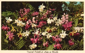 Vintage Postcard 1925 Orchid Flowers at McKee Jungle Gardens Vero Beach Florida