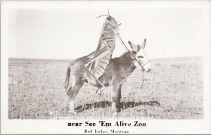 Red Lodge MT See 'Em Alive Zoo Giant Grasshopper Mule Coles RPPC Postcard G29