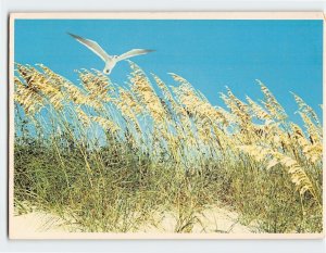 Postcard Seagull And Sea Oats