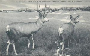 Nebraska Lincoln Mule Deer Habitat Group University Of Nebraska State Museum ...