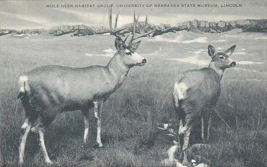 Nebraska Lincoln Mule Deer Habitat Group University Of Nebraska State Museum ...